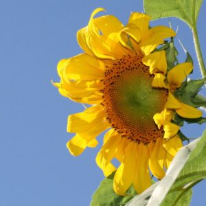 A close up of the center of a sunflower